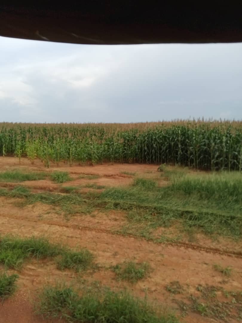 Dans la bataille contre la faim : Le Haut-Katanga réalise 4800 tonnes de maïs déjà récoltés pour assurer l’autosuffisance alimentaire.