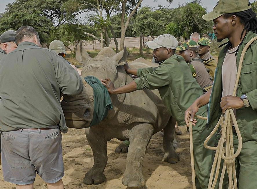 En faisant réintroduire les rhinocéros blancs du sud dans le Parc national de la Garamba : Barrick Mining contribue sensiblement au développement de la faune et de la flore dans le Haut-Ulélé