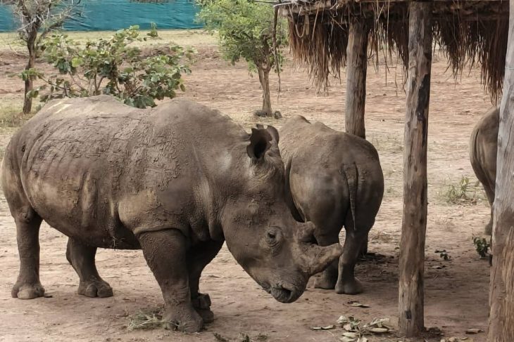 Translocation réussie de 24 nouveaux rhinocéros blancs : Barrick et Kibali Goldmines franchissent une nouvelle étape historique à Garamba