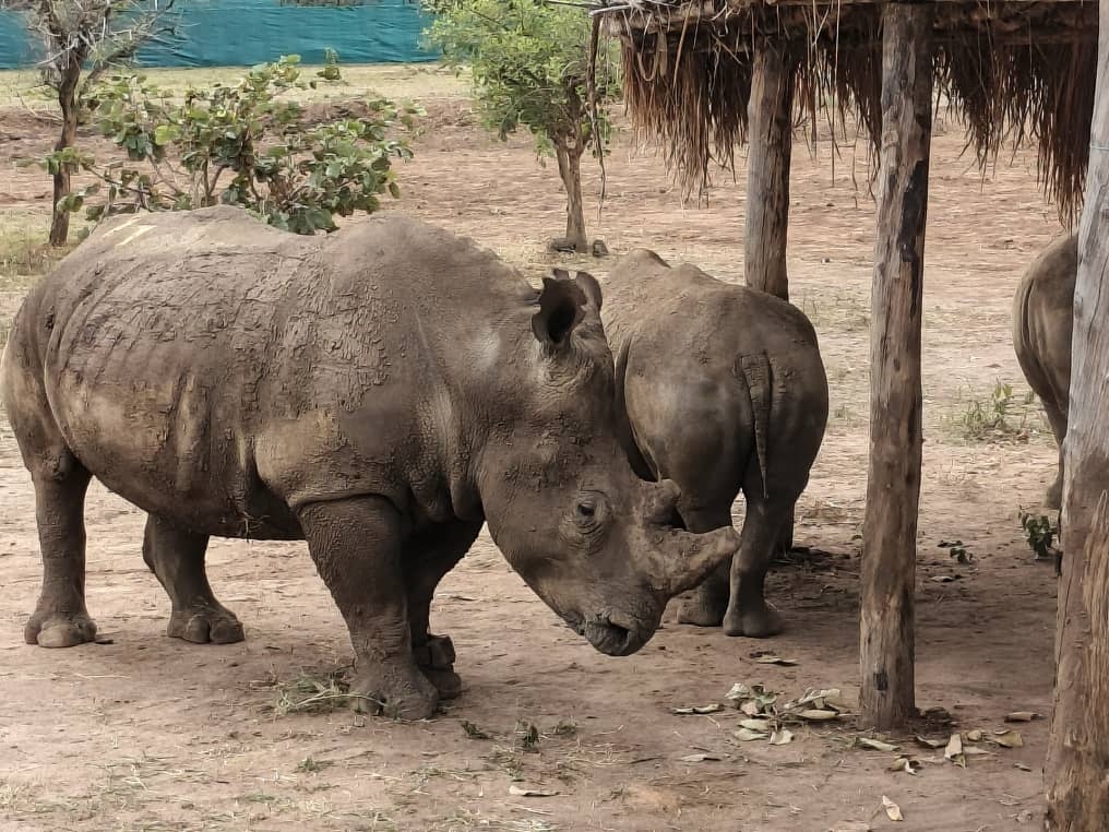 Translocation réussie de 24 nouveaux rhinocéros blancs : Barrick et Kibali Goldmines franchissent une nouvelle étape historique à Garamba