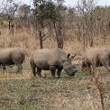 Garamba accueille 24 nouveaux rhinocéros blancs : Barrick, Kibali Goldmines renforce son engagement pour la biodiversité