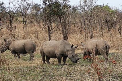 Garamba accueille 24 nouveaux rhinocéros blancs : Barrick, Kibali Goldmines renforce son engagement pour la biodiversité