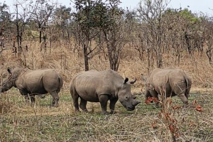 Garamba accueille 24 nouveaux rhinocéros blancs : Barrick, Kibali Goldmines renforce son engagement pour la biodiversité