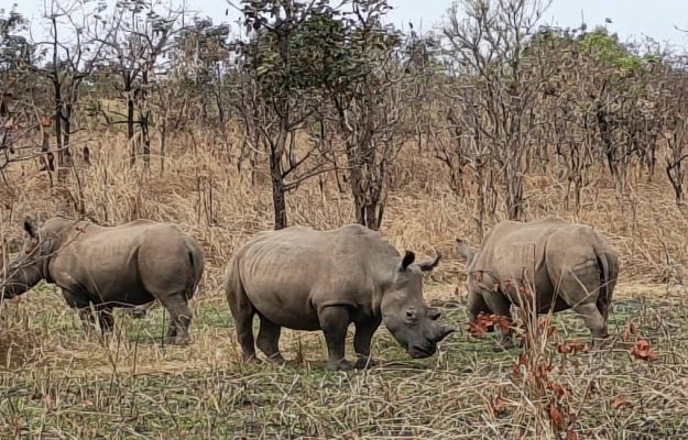 Garamba accueille 24 nouveaux rhinocéros blancs : Barrick, Kibali Goldmines renforce son engagement pour la biodiversité