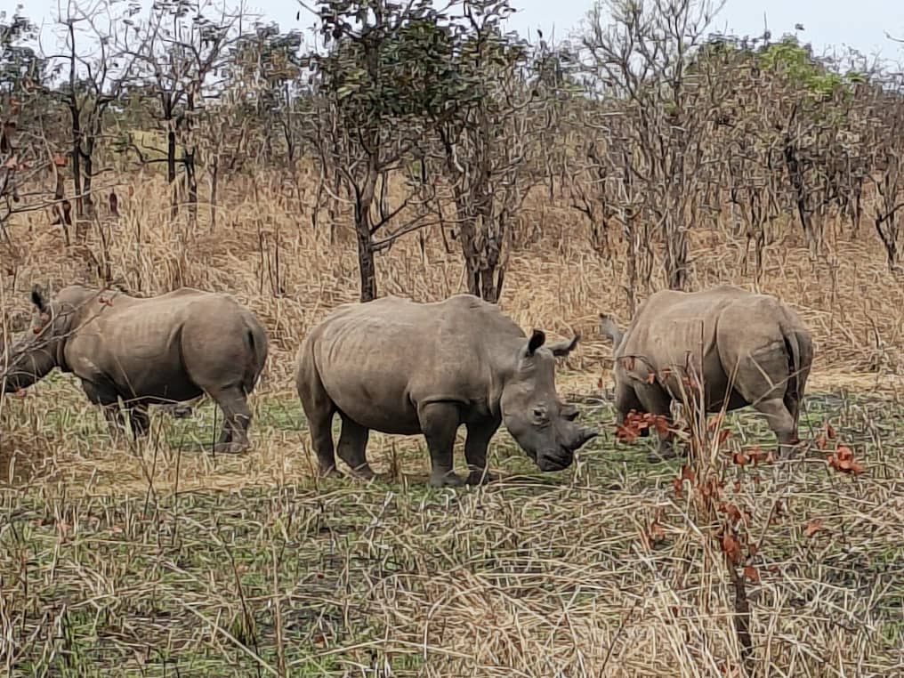Garamba accueille 24 nouveaux rhinocéros blancs : Barrick, Kibali Goldmines renforce son engagement pour la biodiversité