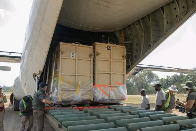 RDC – Conservation : Garamba accueille une nouvelle vague de rhinocéros blancs venus d’Afrique australe