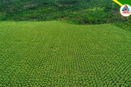 Bas-Uélé : le pari fou devenu réalité à Buta, le projet  Elikya du groupe Agito Forever transforme 25 hectares de maïs en symbole d’espoir et d’autosuffisance