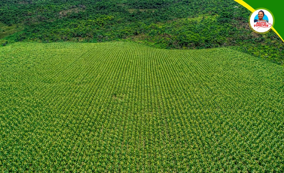 Bas-Uélé : le pari fou devenu réalité à Buta, le projet  Elikya du groupe Agito Forever transforme 25 hectares de maïs en symbole d’espoir et d’autosuffisance