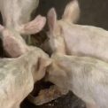Mushie-Pentane : Joseph Moke Tawaba accélère son engagement en faveur de la souveraineté alimentaire