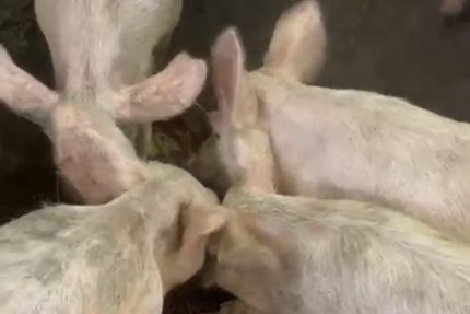 Mushie-Pentane : Joseph Moke Tawaba accélère son engagement en faveur de la souveraineté alimentaire