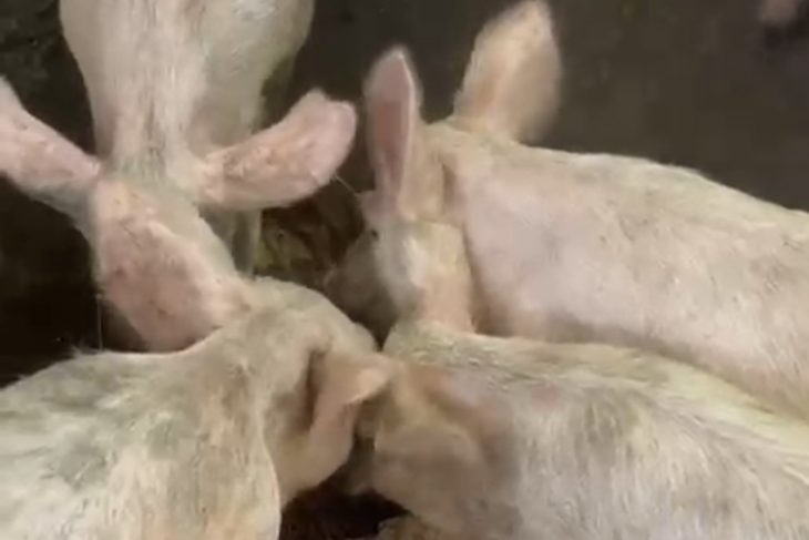 Mushie-Pentane : Joseph Moke Tawaba accélère son engagement en faveur de la souveraineté alimentaire