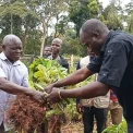 Dot Kibali : 62 000 plants de café pour booster l’agriculture à Watsa et Faradje