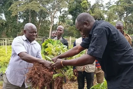 Dot Kibali : 62 000 plants de café pour booster l’agriculture à Watsa et Faradje