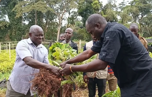 Dot Kibali : 62 000 plants de café pour booster l’agriculture à Watsa et Faradje