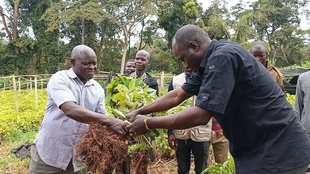 Dot Kibali : 62 000 plants de café pour booster l’agriculture à Watsa et Faradje